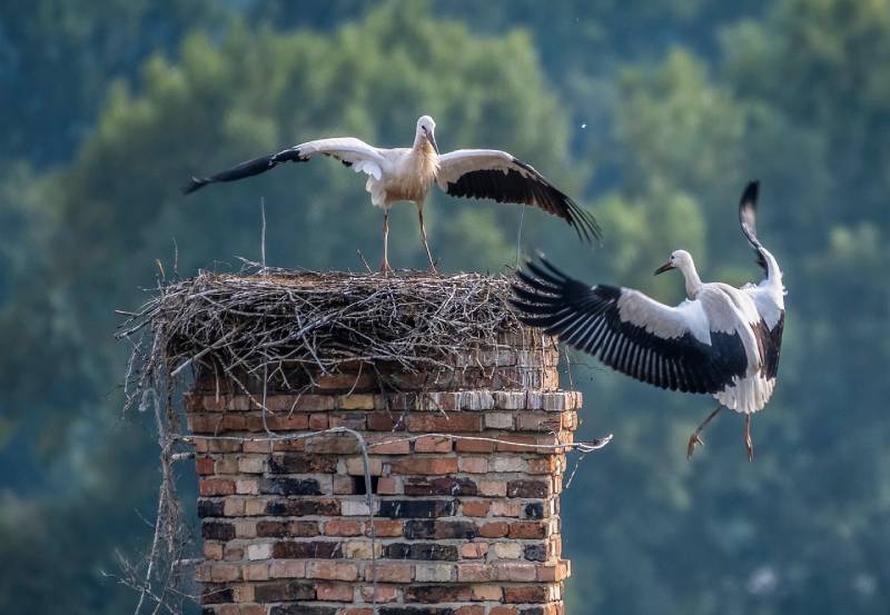 Expert Chimney Animal Removal in Frankfort, IL Professional Chimney Animal Removal Services in Frankfort, Illinois
