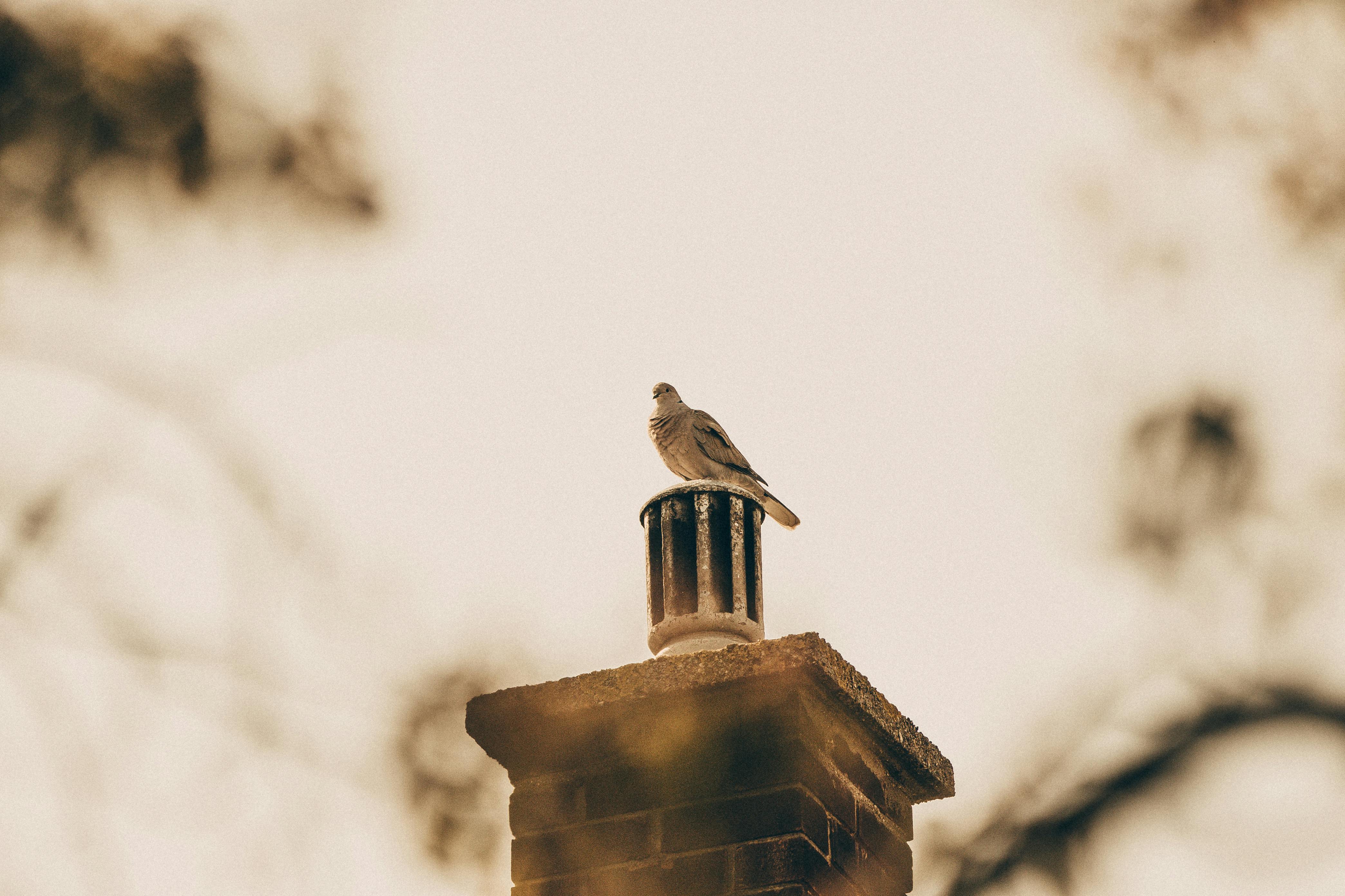 Quality Chimney Caps and Dampers Installation in Frankfort, IL Professional Chimney Cap and Damper In Frankfort Illinois